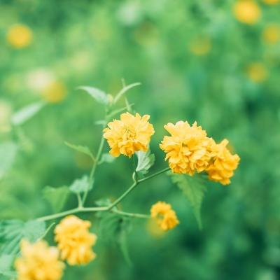 究极进化数码兽无限钻石版下载